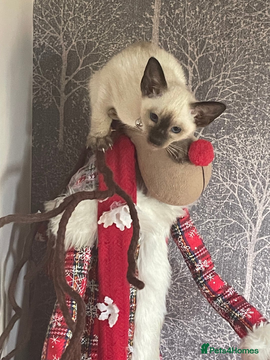 Siamese cats for sale: Seal Point Siamese Kittens  - Image 6