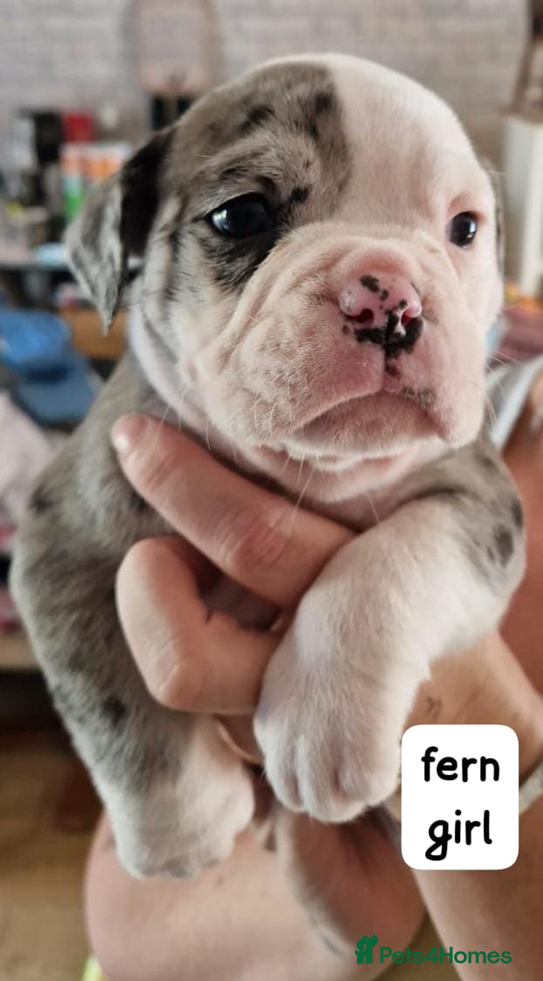 English Bulldog dogs for sale: Olde English bulldog puppies  - Image 3