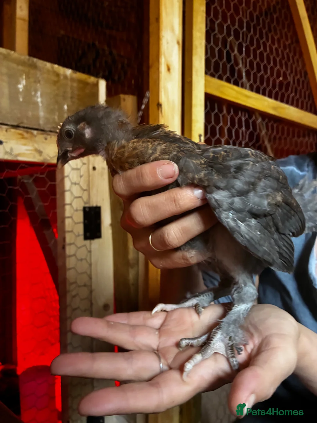 Chickens poultry for sale: French black & blue copper marans chicks - Advert 8