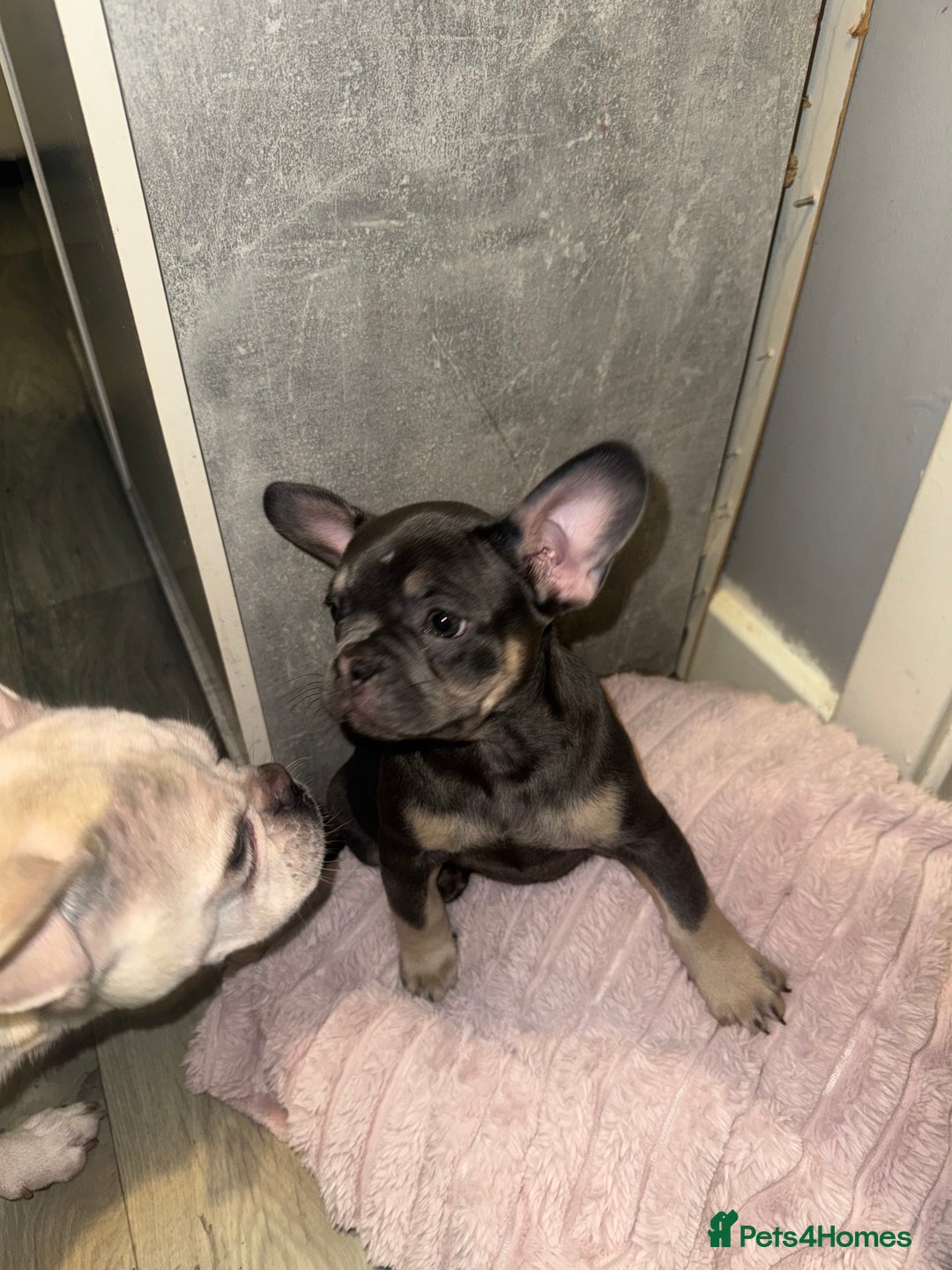 French Bulldog dogs for sale: Frenchie pups for sale  - Image 6