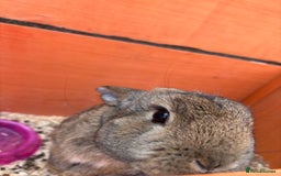 Netherland Dwarf rabbits for sale: male brown bunny - Image 4
