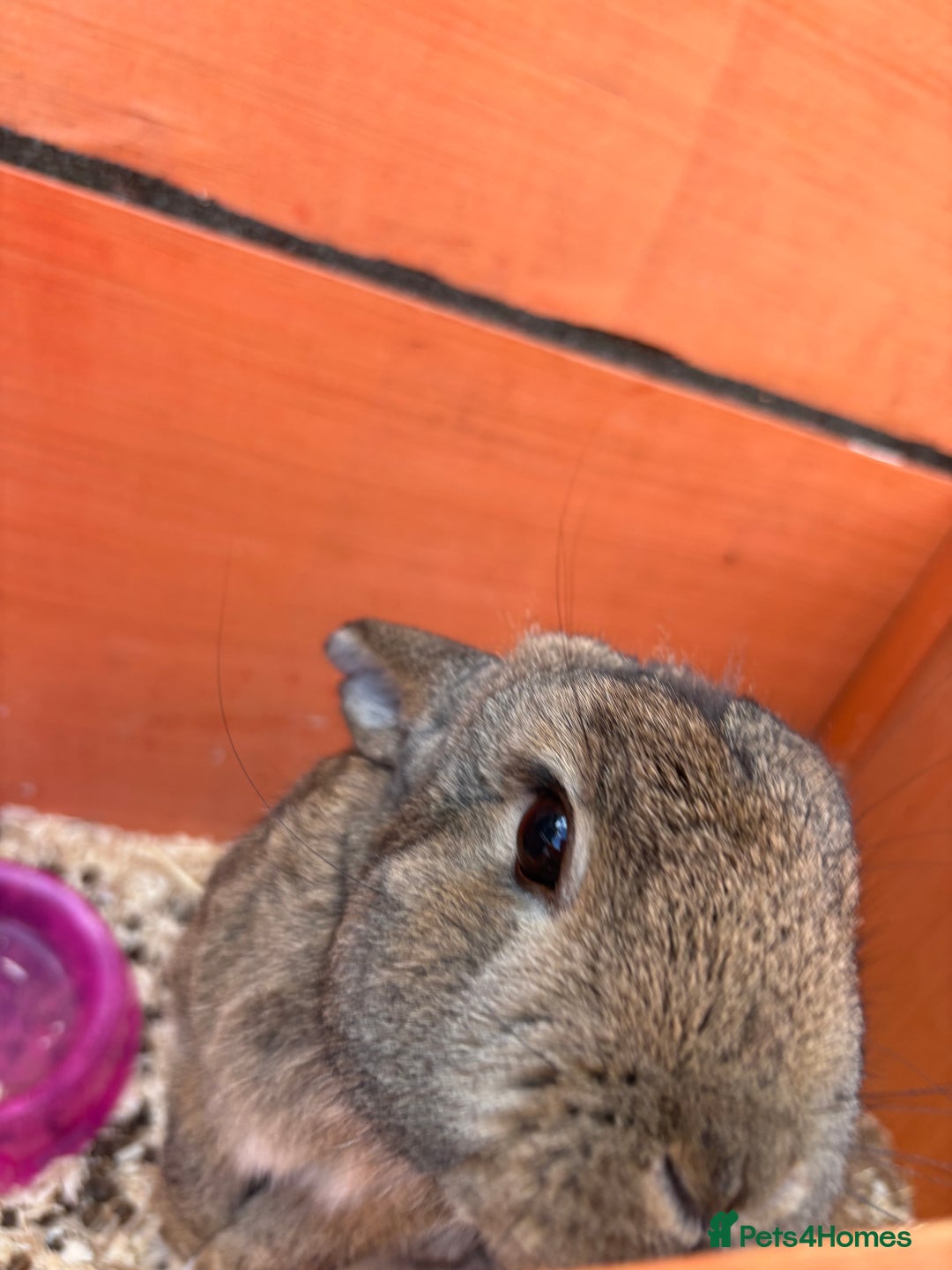 Netherland Dwarf rabbits for sale: male brown bunny - Image 4