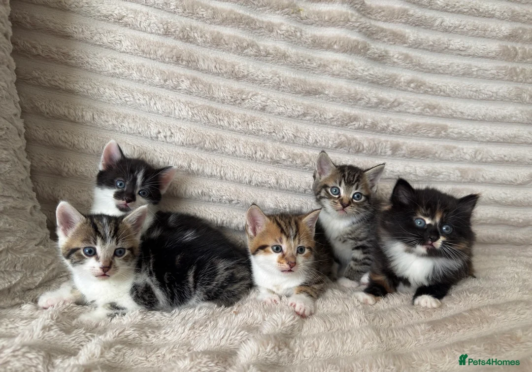 Mixed Breed cats for sale: Sweet kittens are looking for a new home. - Advert 4
