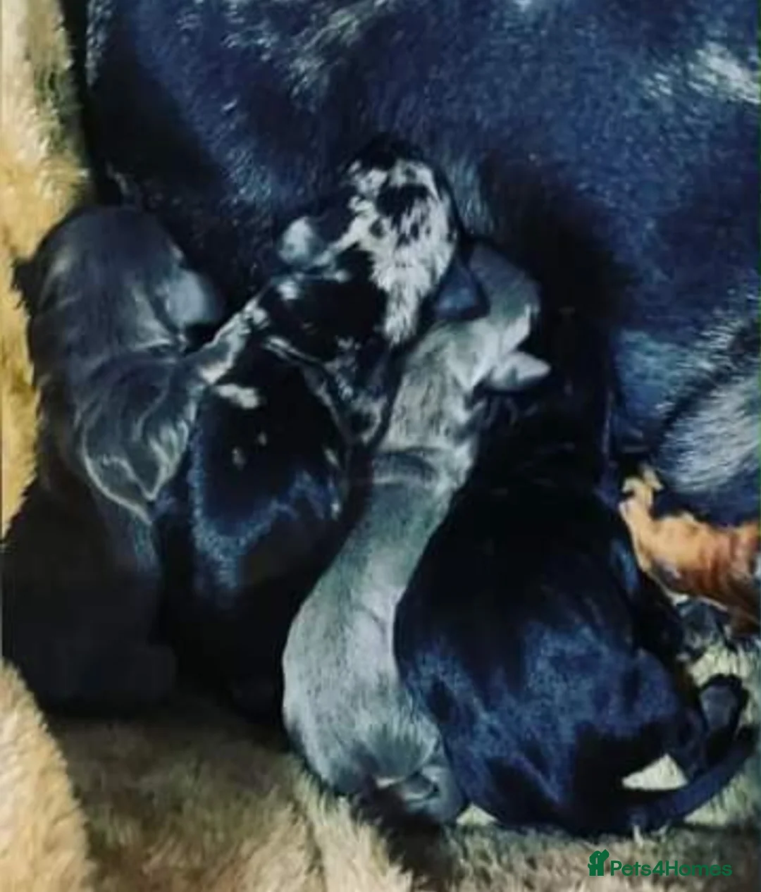 Miniature Dachshund dogs for stud: Chocolate and Tan Smooth Coat STUD  in Pontypridd - Advert 19