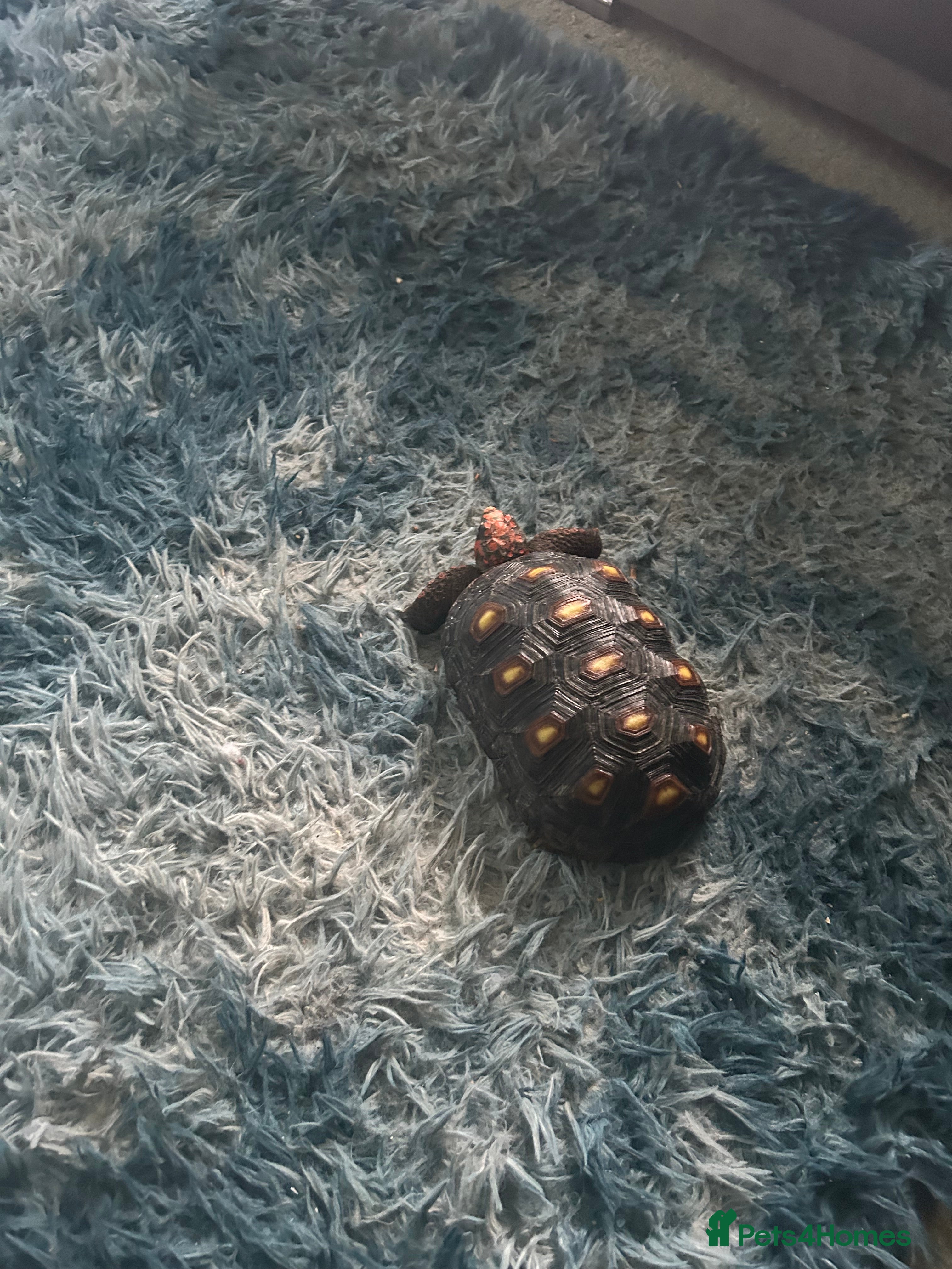 Tortoise reptiles Red footed tortoise  - Advert 1