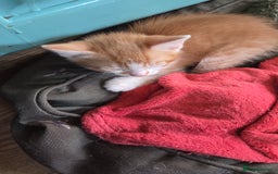 British Shorthair cats for sale: Pet Kittens  - Image 2