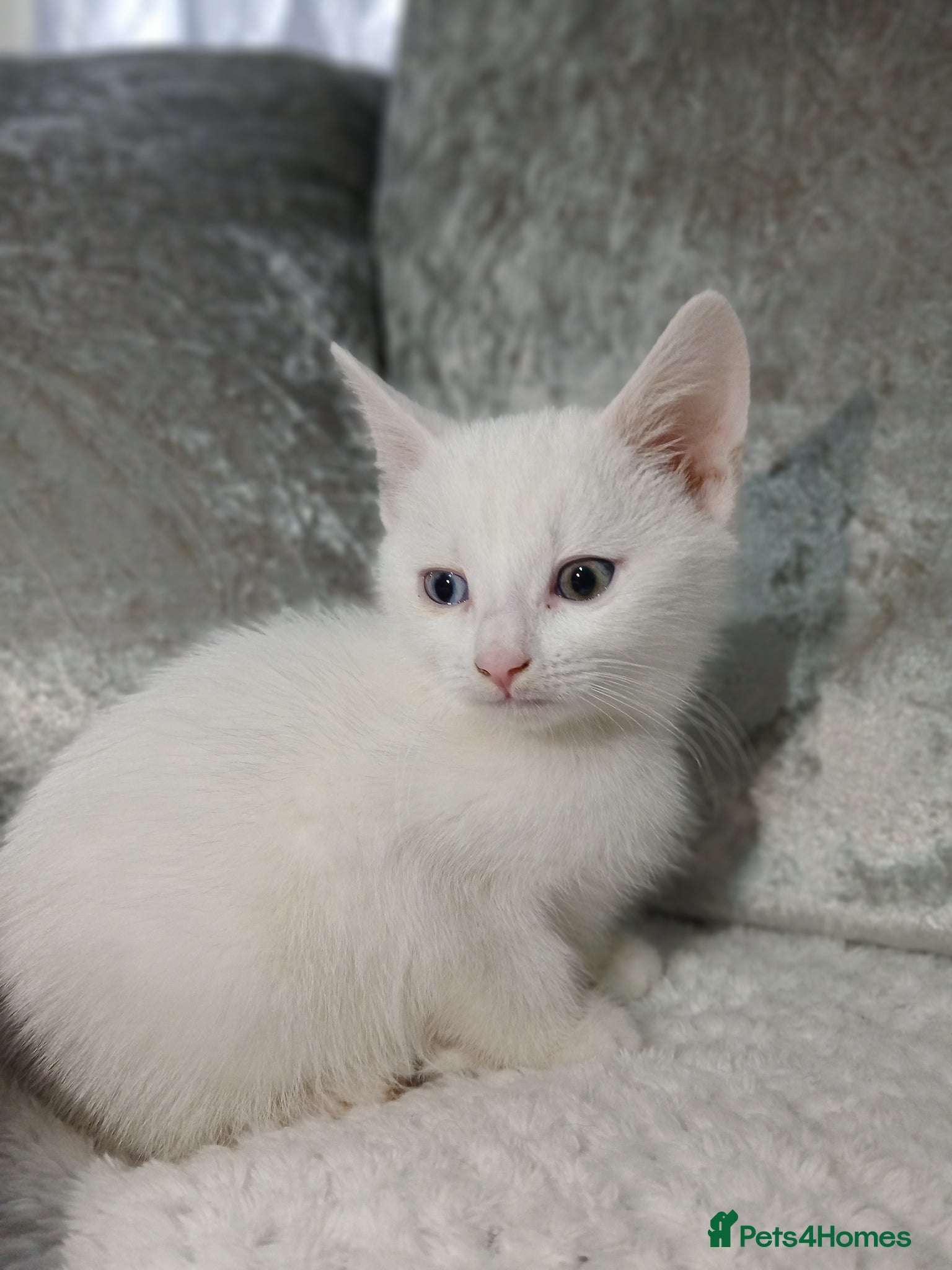 Turkish Angora cats Turkish angora - Advert 15