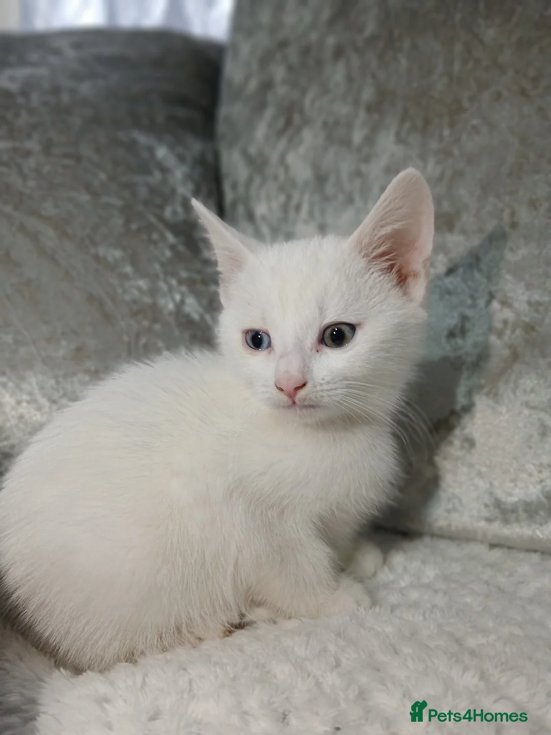 Turkish Angora cats for sale: Turkish angora in Bradford - Advert 1
