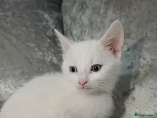 Turkish Angora cats Turkish angora - Advert 15