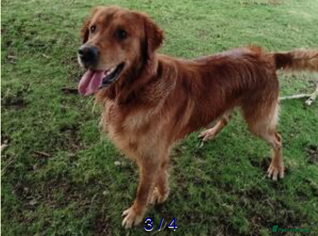 Golden Retriever dogs for sale: Working Golden Retriever Puppies  - Image 4