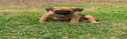 Border Terrier dogs for sale: Champion bred companion  - Advert 14