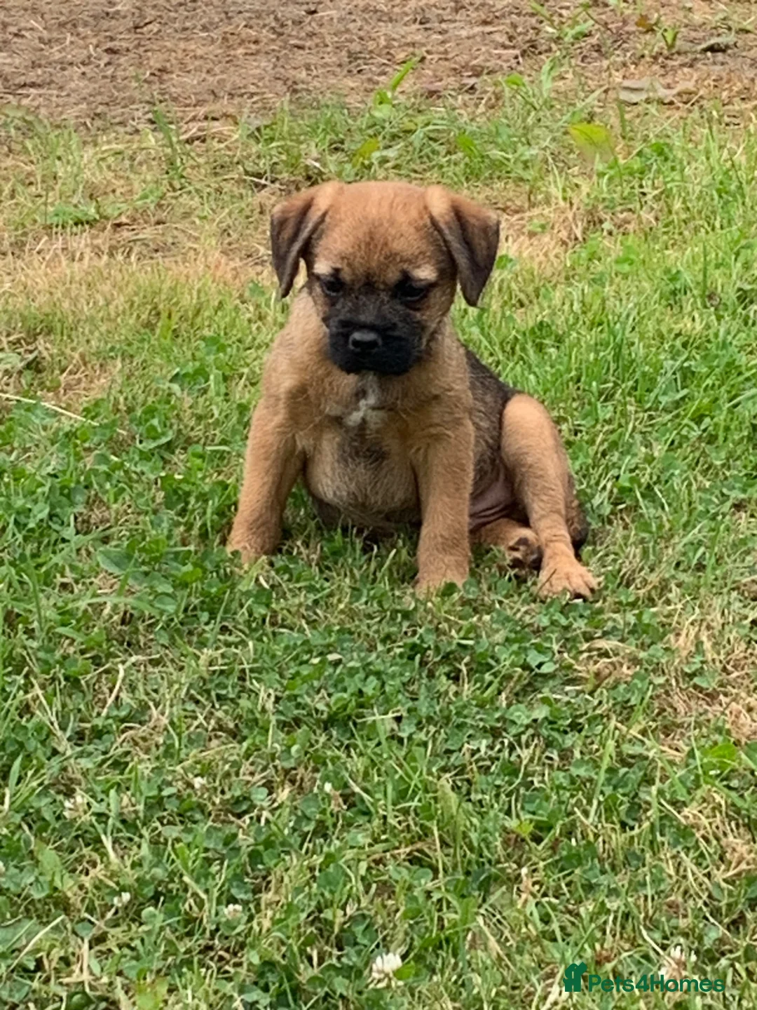 Border Terrier dogs for sale: Champion bred companion  - Advert 14