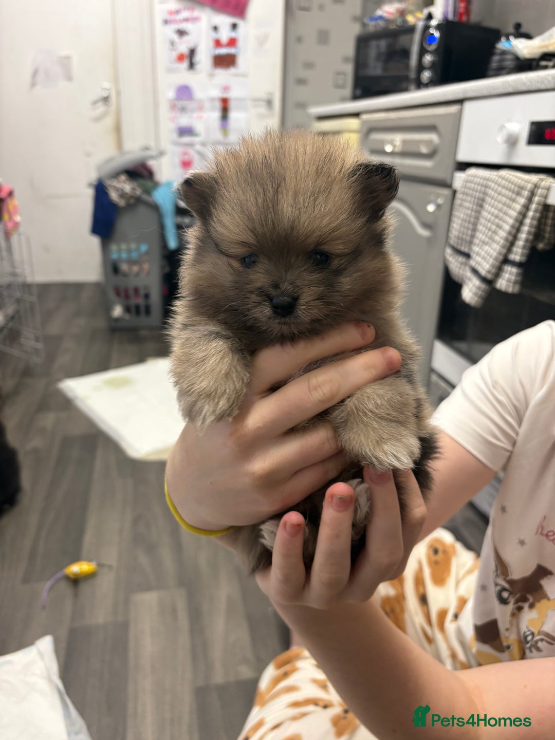 Pomeranian dogs for sale: Litter of pomeranians  - Advert 6