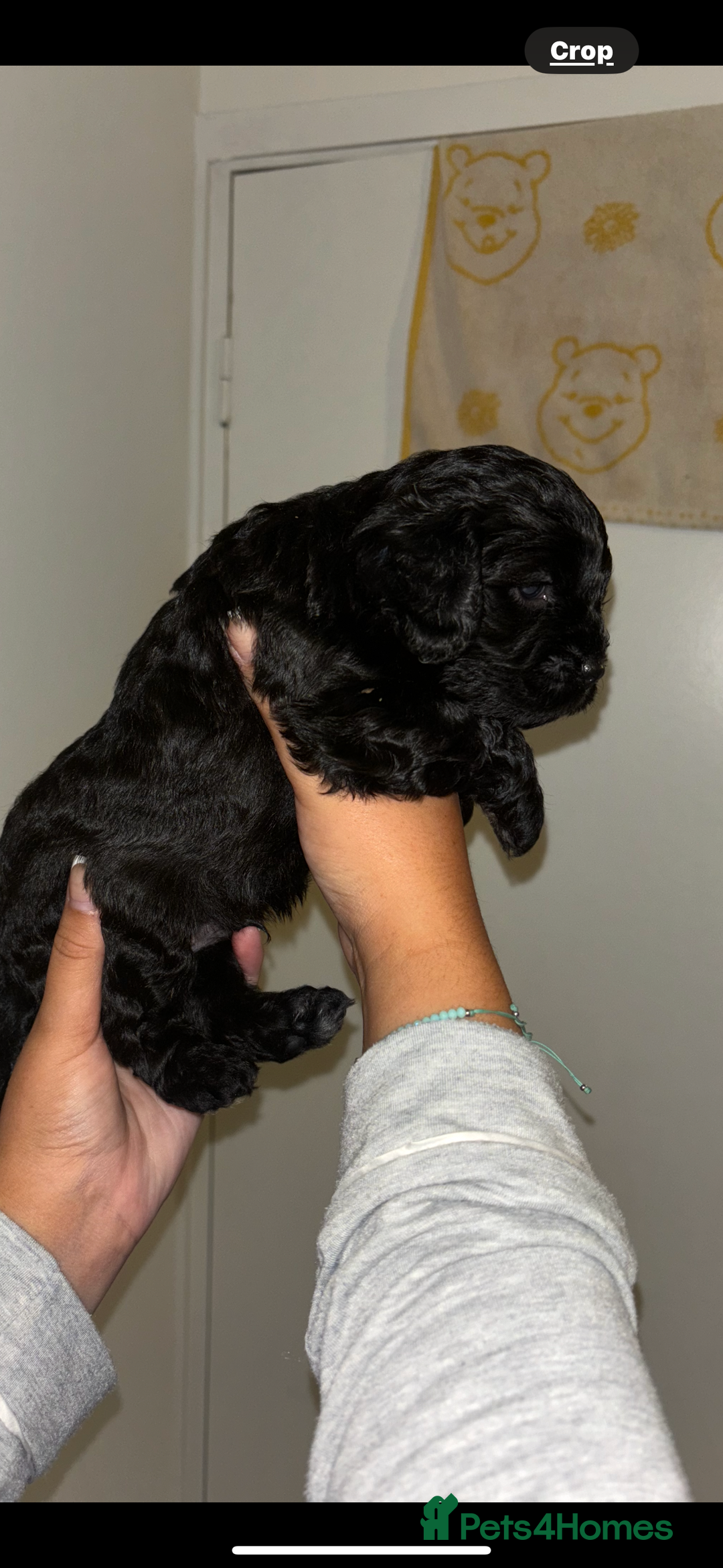 Cavapoo dogs for sale: 6 gorgeous extensively health tested cavapoo’s - Image 10