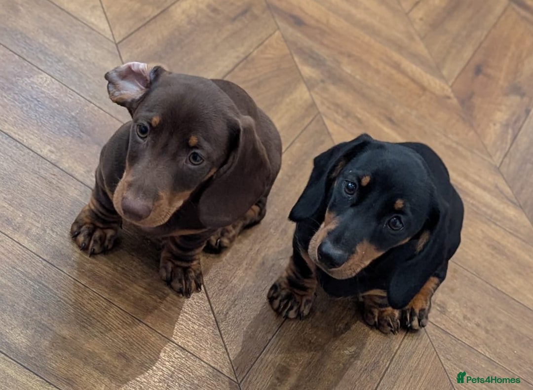 Miniature Dachshund dogs for sale: Miniature Dachshunds - due October, ready December in Durham - Image 6