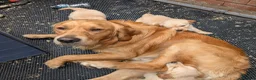 Golden Retriever dogs for stud: KC (red) golden retriever  - Advert 13