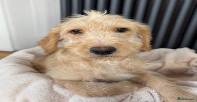 Labradoodle dogs - Advert 4