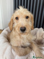 Labradoodle dogs - Advert 4