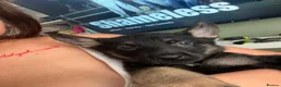 German Shepherd dogs for sale: German Shepherd puppies European line - Advert 3