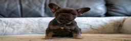 French Bulldog dogs for sale: Beautiful littler of KC French Bulldog Puppies. - Advert 4