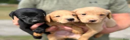 Labrador Retriever dogs for sale: 7 gorgeous kc Labrador puppies - Advert 25