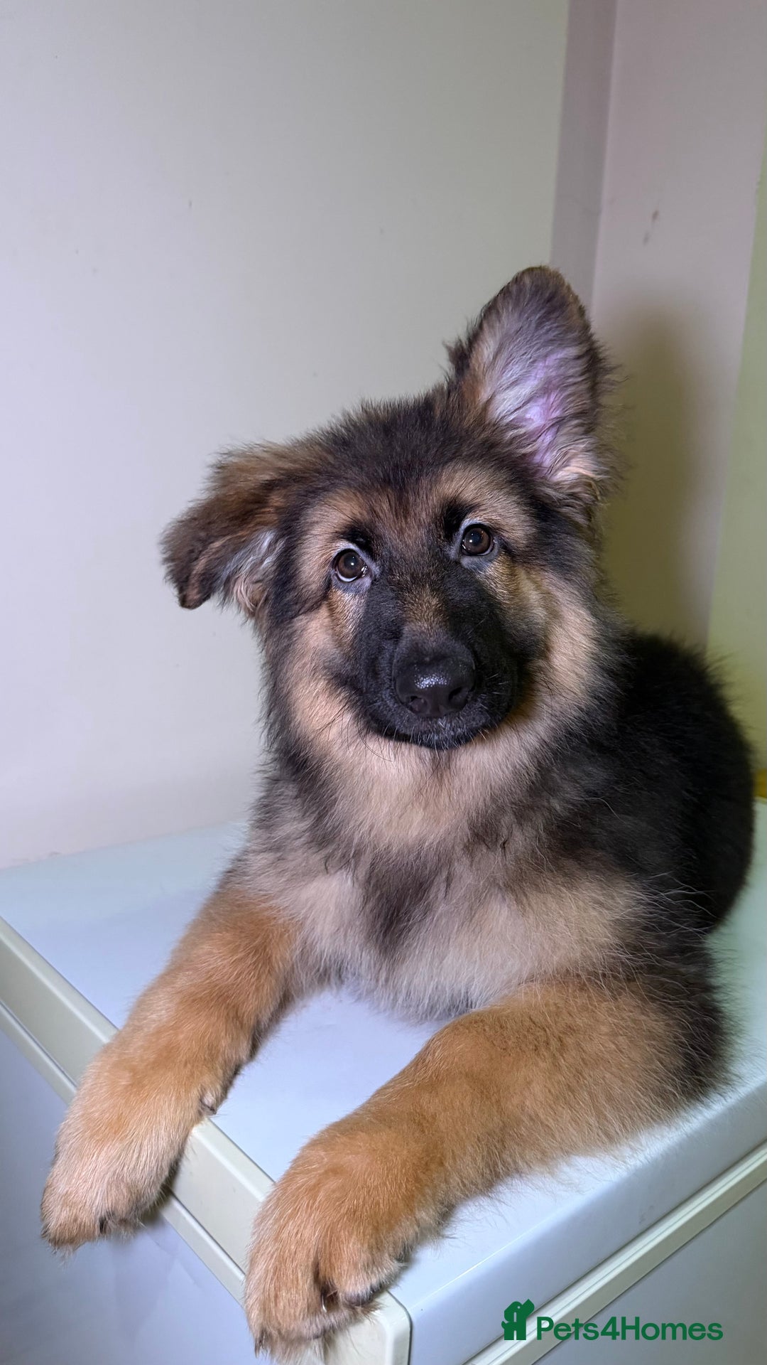 German Shepherd dogs for sale: *1 LEFT* RARE BLUE/BLACK KC REG GSD PUPS 💙 🐾 - Advert 1