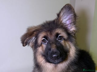 German Shepherd dogs *1 LEFT* RARE BLUE/BLACK KC REG GSD PUPS 💙 🐾 - Advert 1