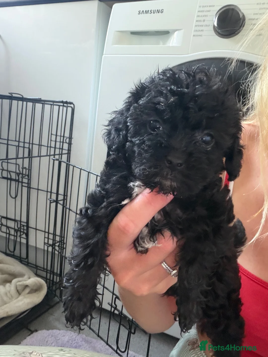 Jackapoo dogs for sale: Jackapoo puppies  - Advert 2