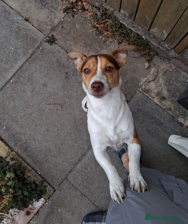 Jack Russell dogs Miniature Jack Russell Terrier  - Advert 1