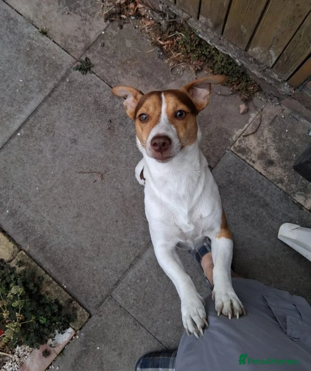 Jack Russell dogs for stud: Miniature Jack Russell Terrier  - Advert 1