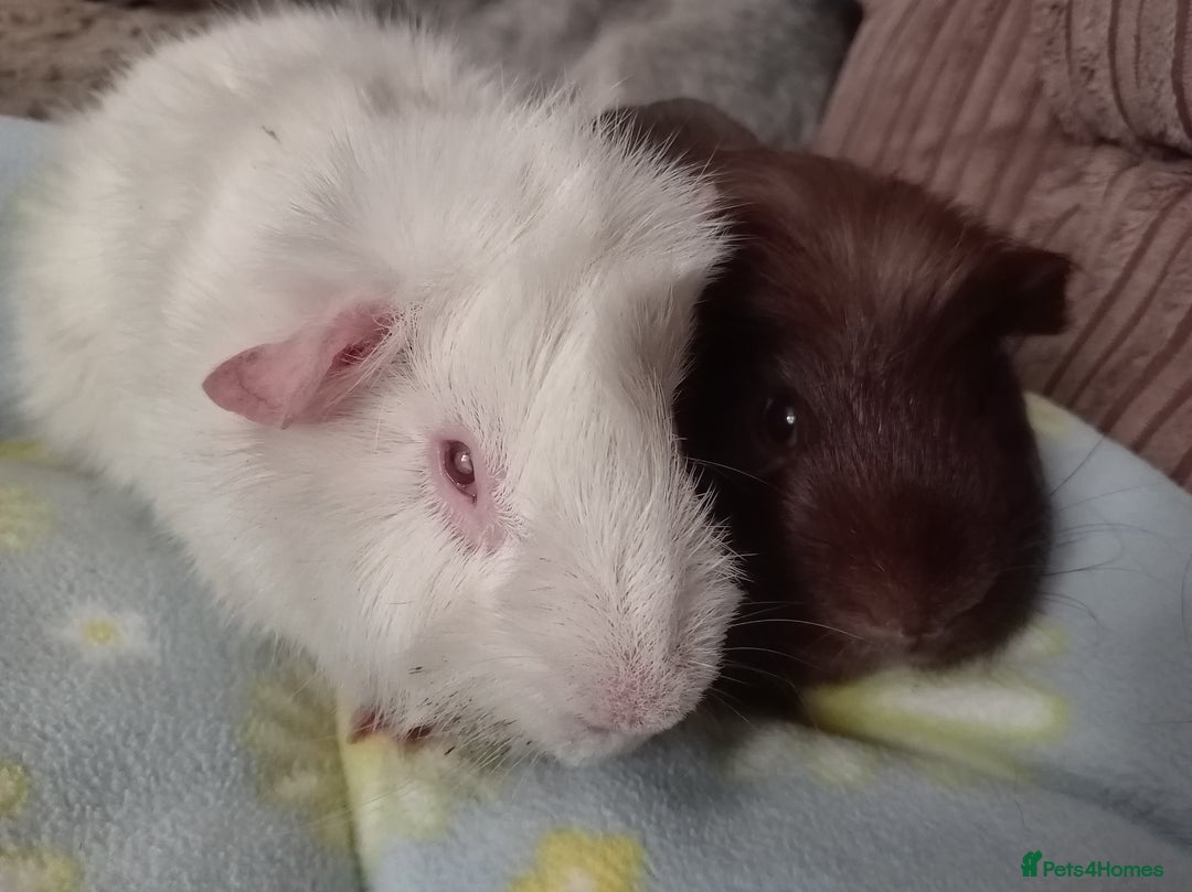 Guinea Pig rodents for sale: Home given to special needs/disabled guinea pigs - Image 1