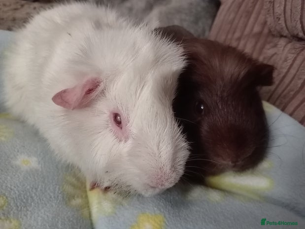 Guinea Pig rodents - Advert 2