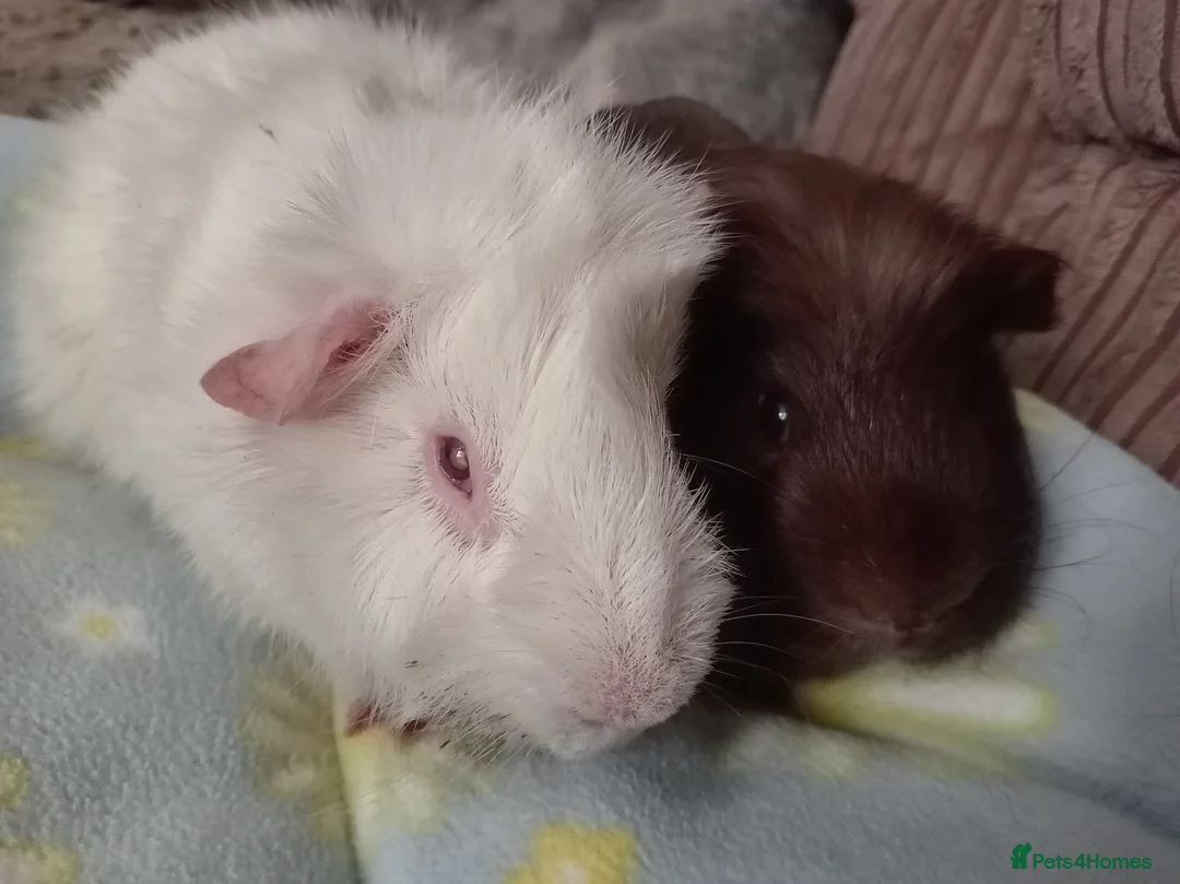Guinea Pig rodents for sale: I take in special needs/disabled guinea pigs - Advert 1