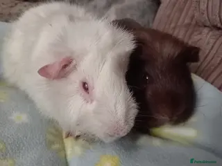 Guinea Pig rodents I take in special needs/disabled guinea pigs - Advert 15