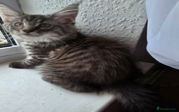 Maine Coon cats for sale: Maine coon kittens  - Image 15