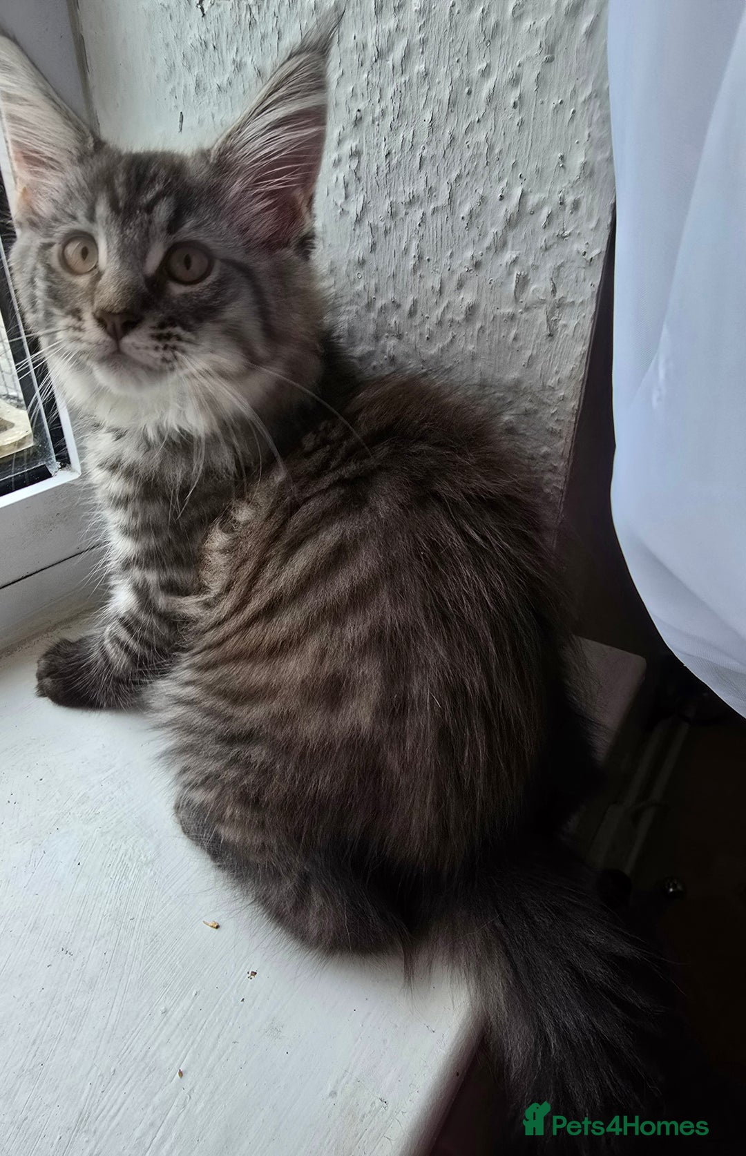 Maine Coon cats for sale: Maine coon kittens  - Image 15