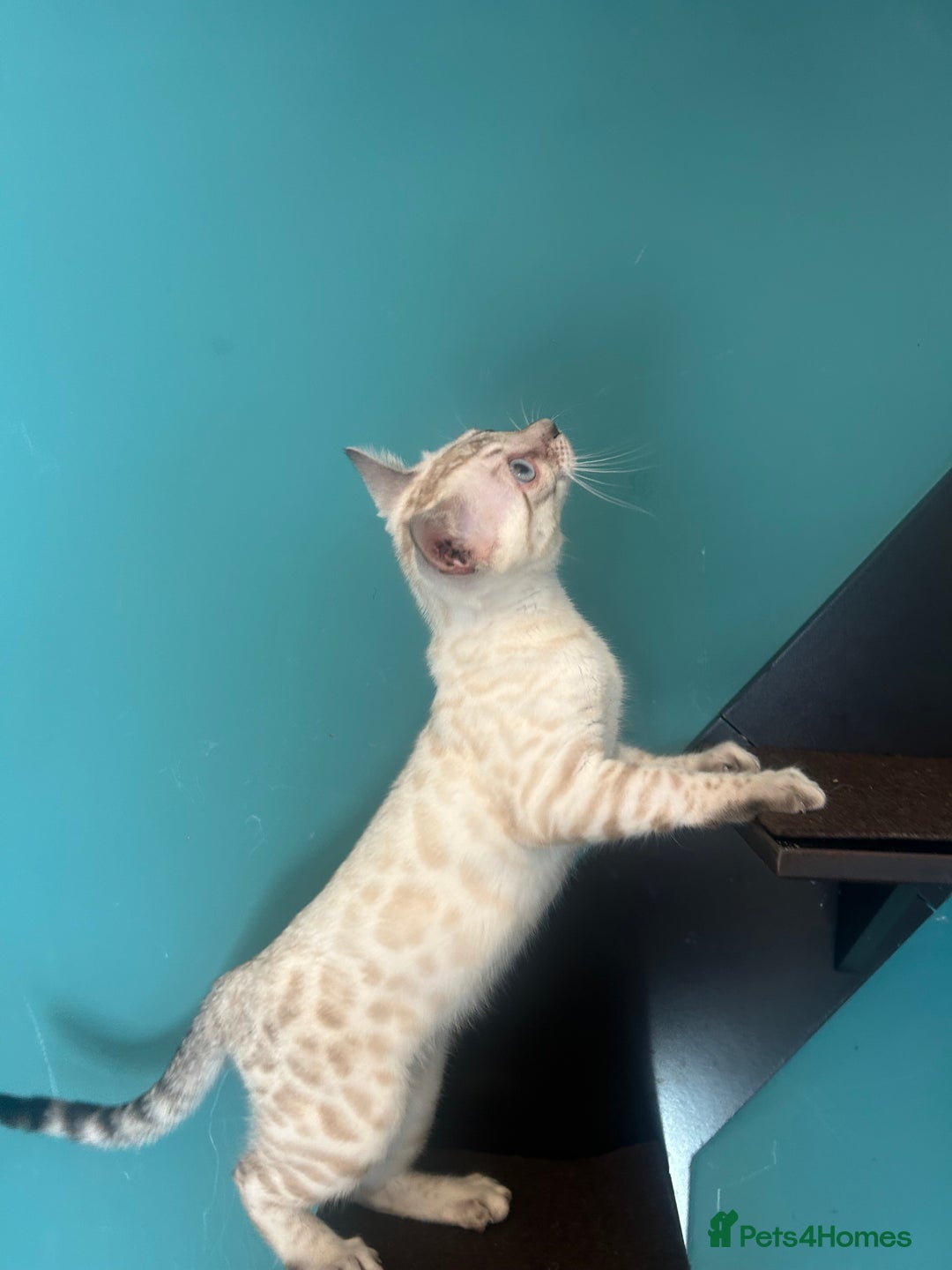 Bengal cats for sale: Two incredibly friendly TICA reg kittens  in Darwen - Image 26