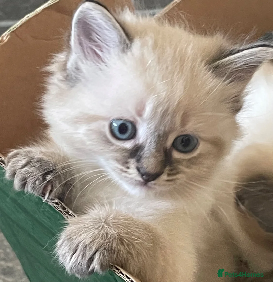Mixed Breed cats for sale: Adorable fluffy ragdoll x kittens in Okehampton - Advert 2