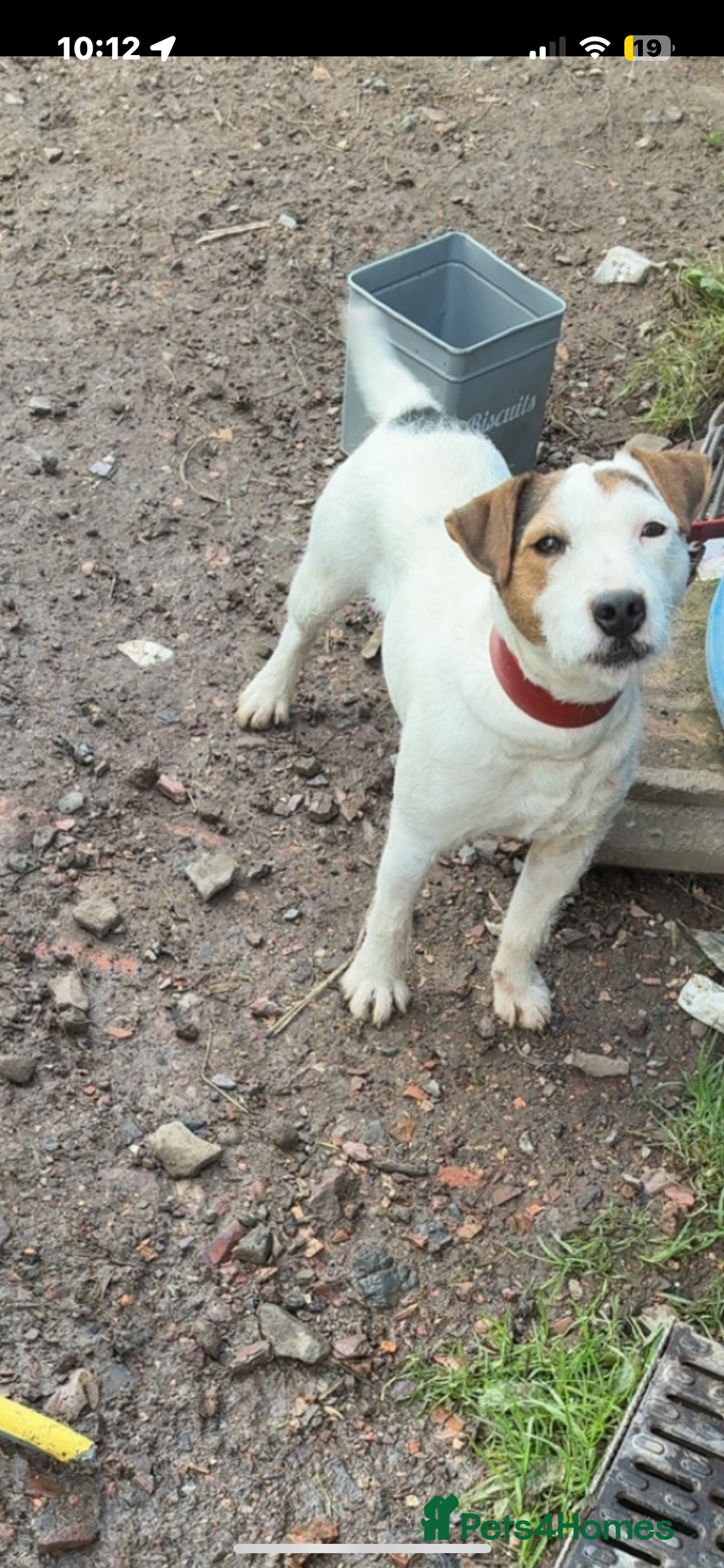 Jack Russell dogs for sale: Female jack Russel  - Advert 3