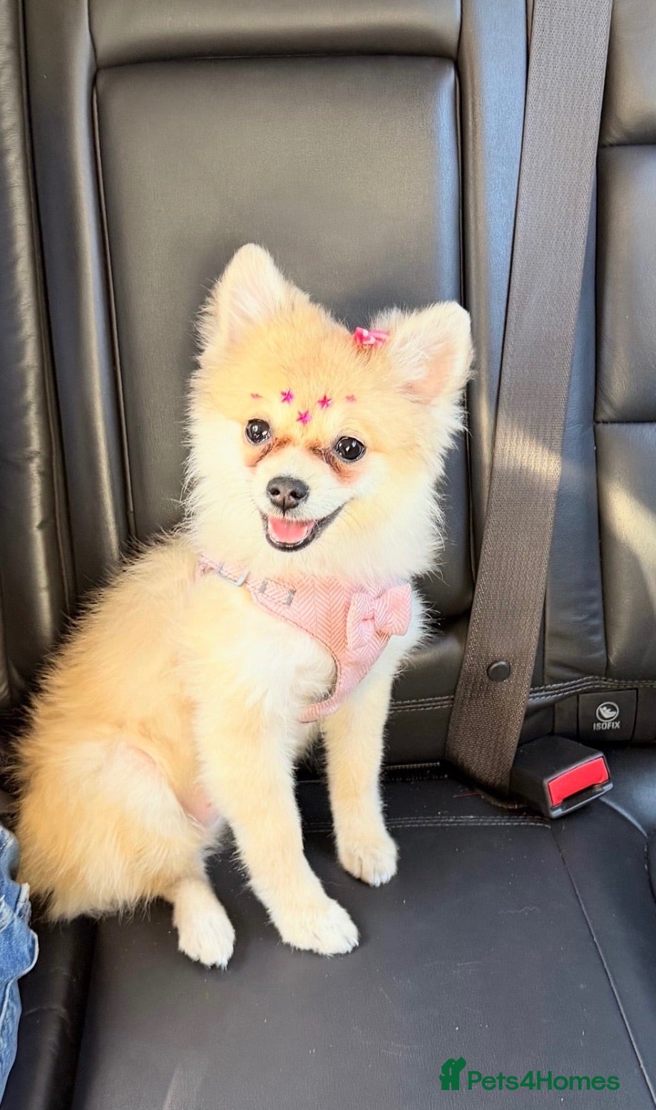 Pomeranian dogs pomeranian puppy for sale  - Advert 1