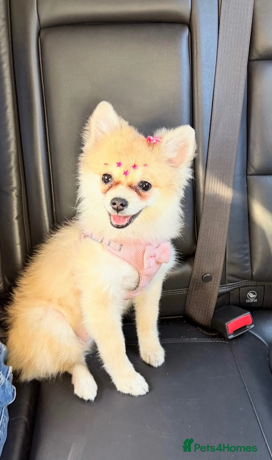 Pomeranian dogs for sale: pomeranian puppy for sale  - Advert 1