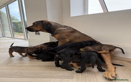 Cane Corso dogs for sale: Beautiful Cane Corso Puppies - Image 33