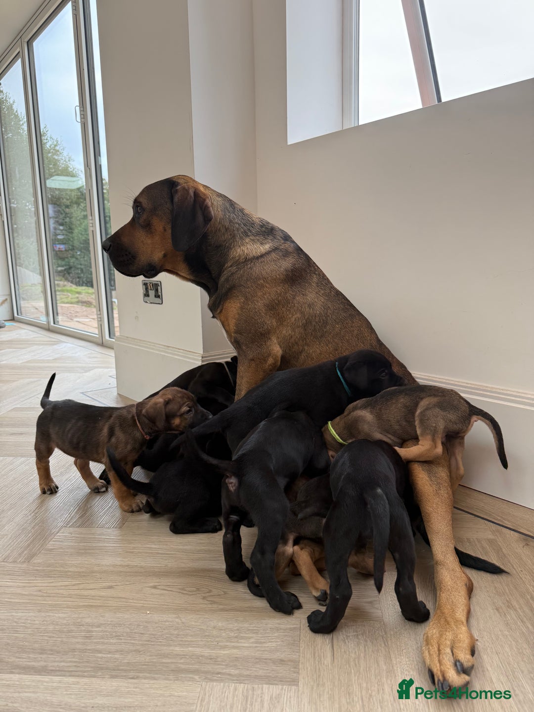Cane Corso dogs for sale: Beautiful Cane Corso Puppies - Image 33