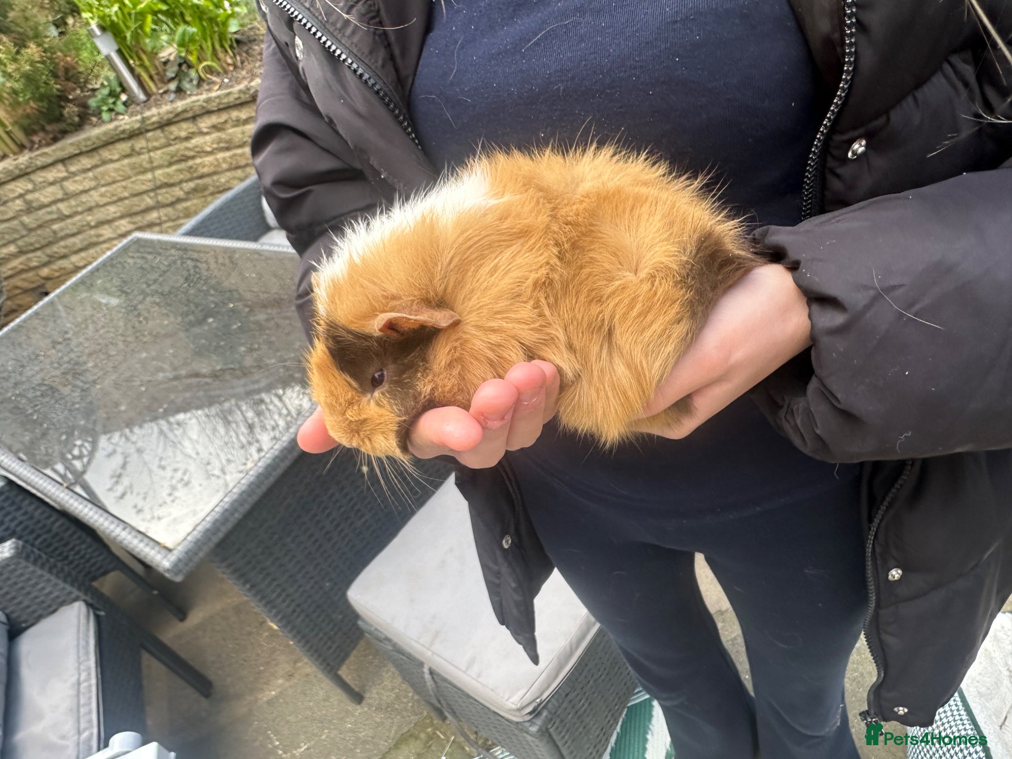 Guinea Pig rodents URGENT!!! Needs rehoming immediately.  - Advert 1