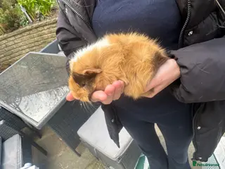 Guinea Pig rodents URGENT!!! Needs rehoming immediately. - Advert 1