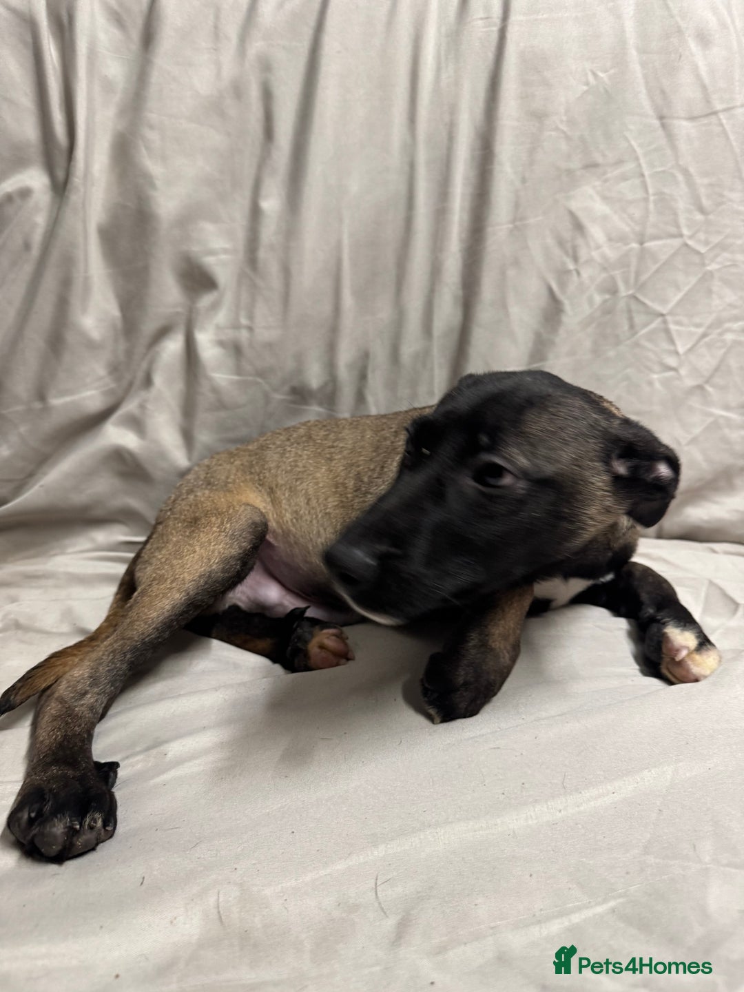 Mixed Breed dogs for sale: Belgian shepherd cross puppies - Advert 4