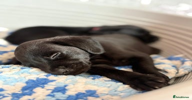 Labrador Retriever dogs - Advert 4