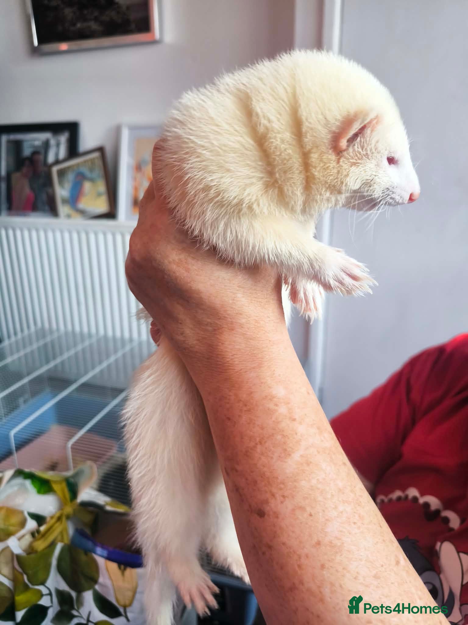 Ferret rodents Jill ferrets kits - Advert 4
