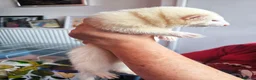 Ferret rodents for sale: Jill ferrets kits - Advert 1