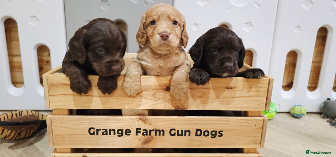 Cocker Spaniel dogs for sale: 8 AMAZING KC REG WORKING COCKER SPANIEL PUPPIES - Image 2